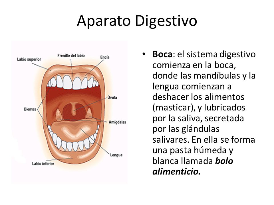 Sistema Digestivo Mind Map